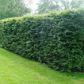 25 x Fagus Sylvatica (Green Beech) 60-90cm bareroot (a110)