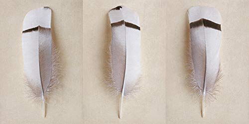 Alyson Fennell (Egyptian Goose Feather Triptych 30 x 60cm Canvas Print