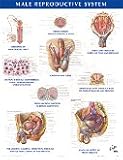Male Reproductive System Chart, Netter, Frank H., 1929007272