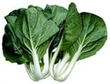 Cabbage Pak Choi White Stem Great Heirloom