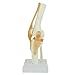 Knee Model - Functional Knee Joint Model, Life Size Anatomical Knee with Functional Ligaments