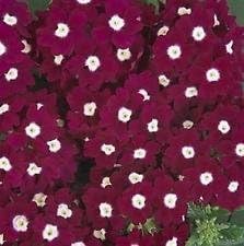 Verbena Quartz Burgundy Eye Annual Seed