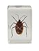 Celestron – Real 3D Bugs in Clear Resin – 4pc Set Includes Scorpion, Stag Beetle, Longhorn Beetle, and Fire Bug – Perfect for Science Eduction and Classroom – Use with Digital and Stereo Microscopes