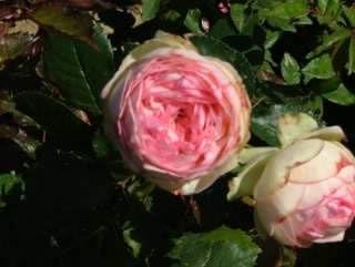 Apuldram Roses "EDEN ROSE" - Climbing Rose (Bare Root)