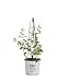 1 Gal. Scentsation Honeysuckle (Lonicera) Live Shrub, Yellow Flowers and Red Berries primary