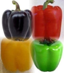 Nelesa Gardening Bell Color Mix Pepper - 20 Seeds - Garden Fresh Pack! Most Colourful!