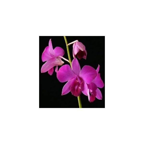 Living Colours Firm Pot With Dendrobium Live Orchid Plant, Assorted Subject To Availability, 5 Pieces - Image 7