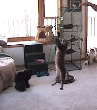 The Da Bird Super Pack (Includes 1 Da Bird Original 36" Single Pole Cat Toy, Feather Refill, Sparkly Attachment, Kitty Puff Attachment & Peacock Feather)