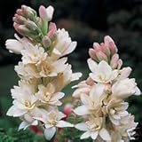 3 Double Mexican Tuberose 