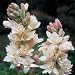 3 Double Mexican Tuberose "The Pearl" Polianthes Lily Bulbs~Fragrant~Heat Hardy