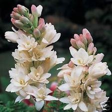 3 Double Mexican Tuberose 