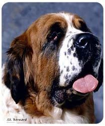 Saint Bernard Mousepad