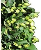 Whole Leaf Chinook Hops