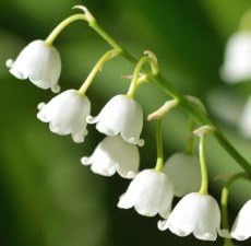 Lily of the Valley Scented Oil by Me Fragrance - 0.33 oz (In Dropper Bottle)