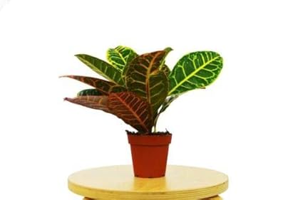 Download Plants Seeds Bulbs Plants Seedlings Live Croton Petra Aka HD Get Wallpaper Plants Seeds Bulbs Plants Seedlings Live Croton Petra Aka For Android