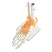 tinsay Human Foot Ankle Joint Model with Ligament Foot Skeleton Model with Ligament Foot Joint Anatomical Teaching Model Life Size