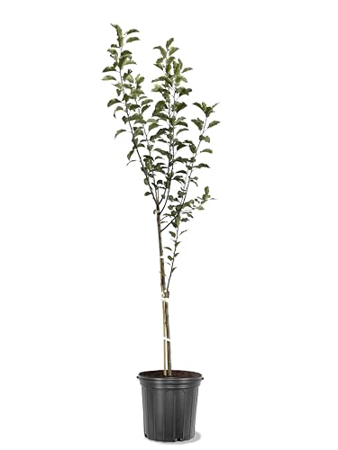 American Plant Exchange Apple Tree 'Melrose' – Live Fruit-Bearing Plant, 5-Gall…