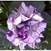 Purple Moonflower / Datura Metel seeds 5 SEEDS NICE!