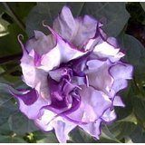 Purple Moonflower / Datura Metel seeds 5 SEEDS NICE!