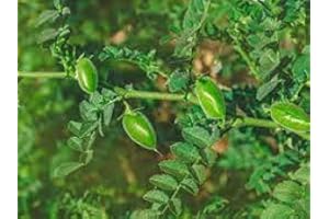 100 Pieces for Green Chickpea Plant Seeds: Seeds: Package Contains Seeds