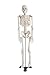 Mini Human Skeleton Model 1/2 Life Size on Metal Base 85cm