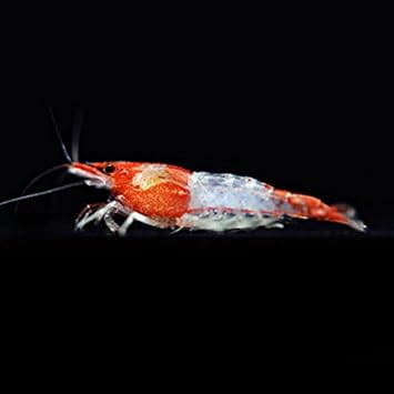 Amazon Beequest 厳選 ルリーシュリンプ １０匹 補償２匹 飼料３品とフウの実付き 生体 Beequest 観賞魚 水中生物 通販