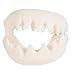 Shark Teeth, Real Looking Great White Shark Teeth, Pretend Play, 1 Size Fits All, Set of 2