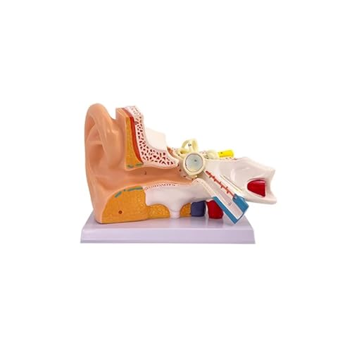 Human Ear Model Anatomy Model Ear Joint Simulation Model Professional PVC Outer Middle Inner Ear Model with Base for Medical Demonstration Otology Model Ornaments