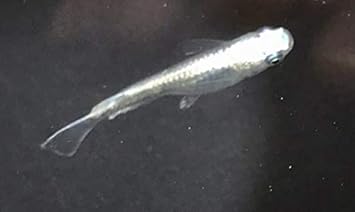 Amazon 幹之 みゆきめだか フルボディ血統 強光 鉄仮面 10匹 メダカ 生体 あおぞら市場 観賞魚 水中生物 通販