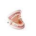 Easyinsmile® Dental Standard Teeth Teaching Model Kids Denture Model Tooth Model for Student
