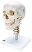 3B Scientific A20/1 Classic Skull on Cervical Spine 4-part - 3B Smart Anatomy