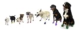 Pawz Dog Boots XXS - Black  12 pack