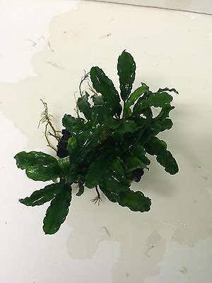 1 Exotic Live Aquatic Plant Bucephalandra Green Wavy on Driftwood Loose