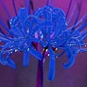 Amazon リコリス球根 希少植物多年草 観賞用の花 開花期は晩夏から初秋です 繊細で美しい花びら それはあなたの庭の装飾として使用することができます 庭の球根 6 球根 青い花ヒガンバナ 花 Amazon リコリス球根 希少植物多年草 観賞用の花 開花期は晩夏から初秋です 繊細で美しい花びら それはあなたの庭の装飾として使用することができます 庭の球根 6 球根 青い花ヒガンバナ 花