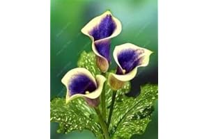 As a Rare and Precious Plant, Giant White Calla Lily Bulbs, Colorful, Unique Style and Special Good-Looking - 3 Rhizomes, C-C