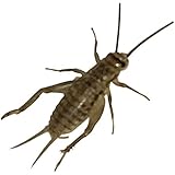500 Live Acheta Crickets (Medium (1/2")) by BuyFeederCrickets