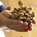 The World's Tiniest, Most Irresistible Chocolate Chip Cookies - Give The Gift Of Gourmet Microchips - 5oz Fresh Mini Cookies In Gift Box - Small Batch Handmade In Texas