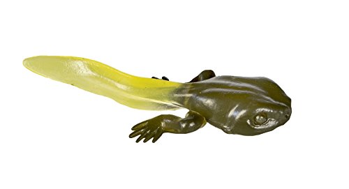 Safari Ltd Life Cycle of a Frog