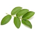 Fresh Guava Leaves (Pack of 25)