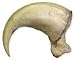 Canadian Lynx Claw (4.5cm) (Museum Quality Replica)