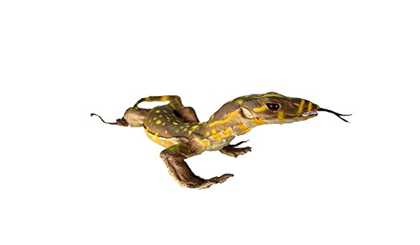 Baby Monitor Lizard Varanidae Africa Asia Australia By Phil Seltzer Amazon Ae Toys