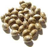 Hemp Planting Seeds, USA Grown - 1 LB