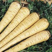 All American Parsnip 300 + Seeds Earlier and taller topped than Hollow Crown