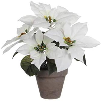 Poinsettia White in Pot Stan Grey D11, 5cm - H27xD35cm