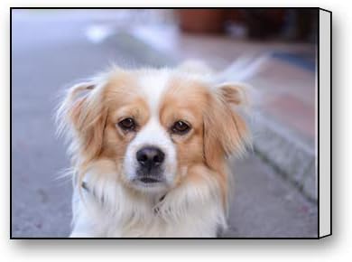 pekingese cavalier mix