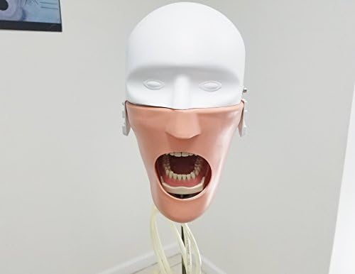 Dental Simulator Manikin Phantom Mount Teeth Tooth Typodont