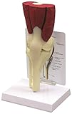 Muscled Knee Anatomical Model Bone Joint