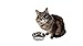 OurPets Durapet Stainless Steel Cat Dish, 0.75 cups
