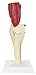 Muscled Knee Anatomical Model Bone Joint