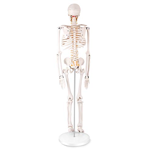 RONTEN Mini Human Skeleton Model，34" Mini Skeleton Replica with